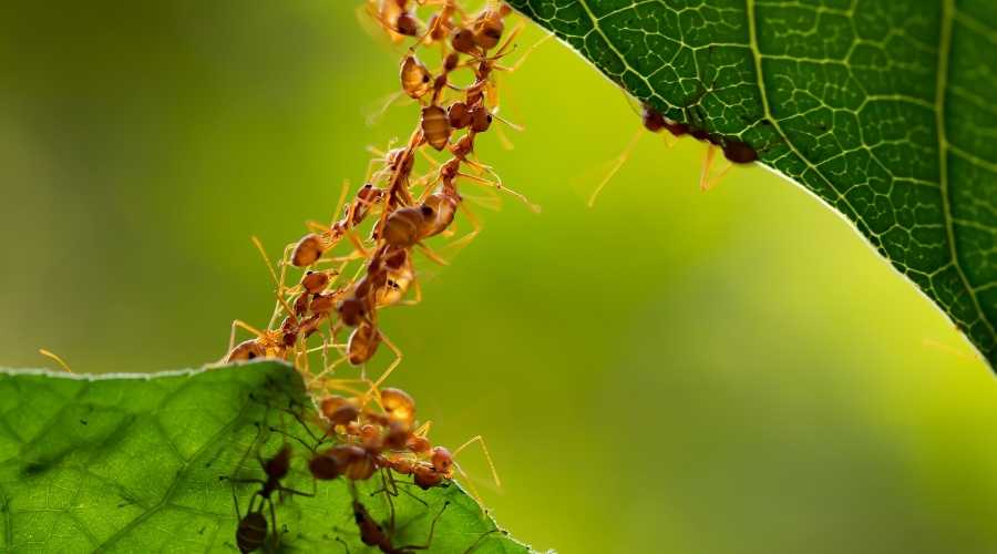 red ants forming a bridge on leaves
