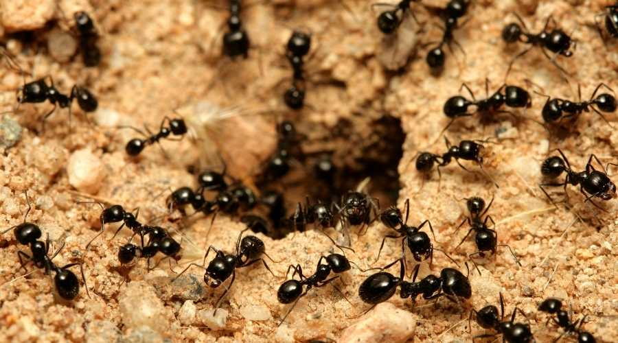 Why are Ants so Hard to Eliminate & How to Get Rid of Them | Santee pest Control