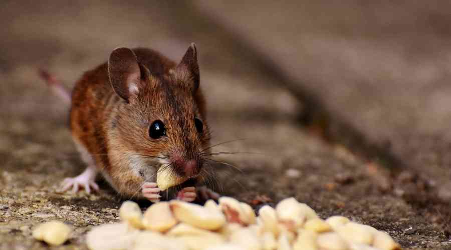 mouse eating grain esp