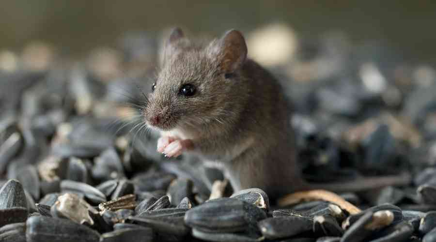mice on pebbles