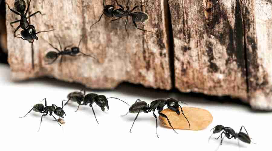 ants eating rice esp | Pest Control Services | Pest Exterminator | Santee Pest Control
