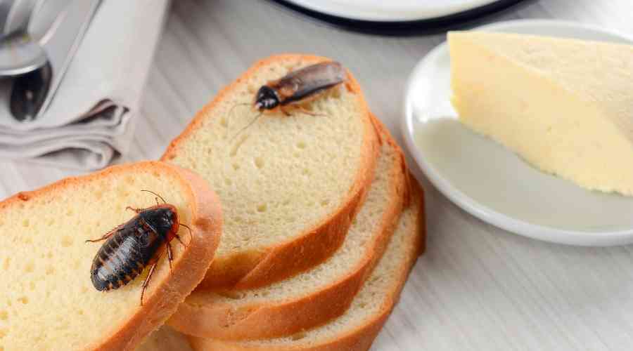 cockroaches on bread