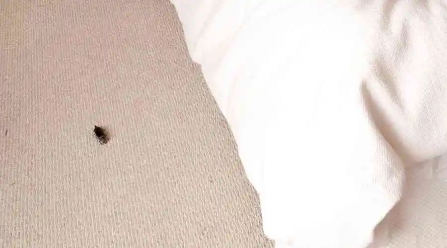 How to Mange & Treat Bed Bugs | Santee Pest Control