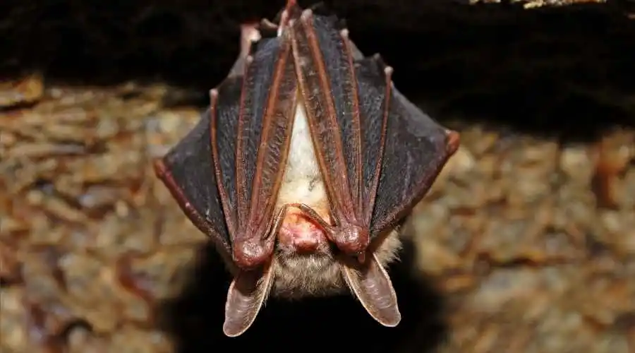 How to Tell if You Have Bats in Your House | Santee Pest Control