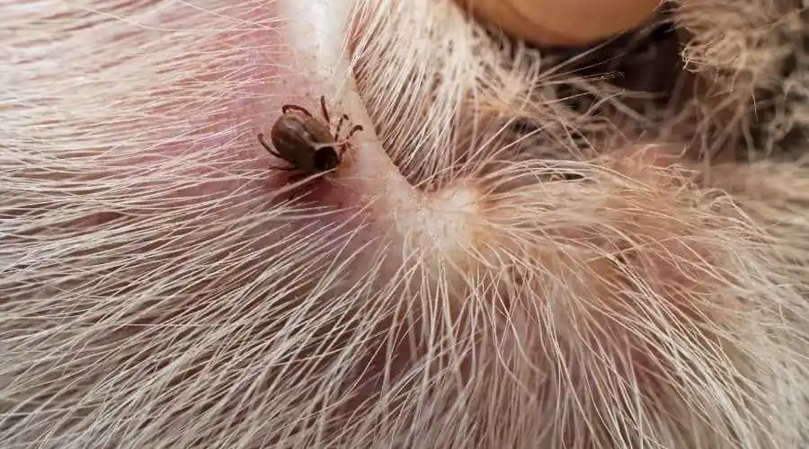 Where to Find Expert Help for Tick Control | Santee Pest Control