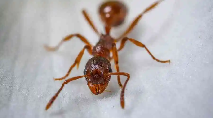 Getting Rid Of Ants In Your Santee Home The Right Way
