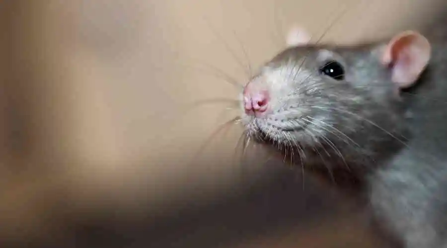 What Every Santee Resident Should Know About Rats