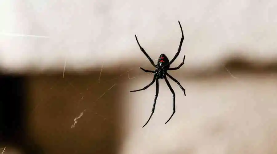 Spiders in Santee: The Complete Guide