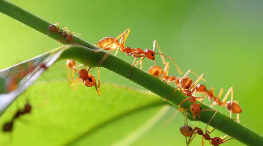 A Quick Guide to California Ants | Santee Pest Control