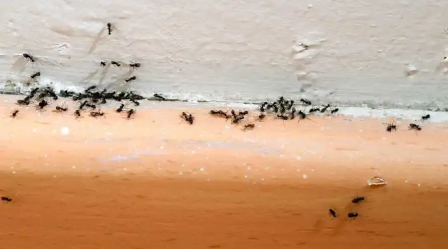 05 - ants invade homes
