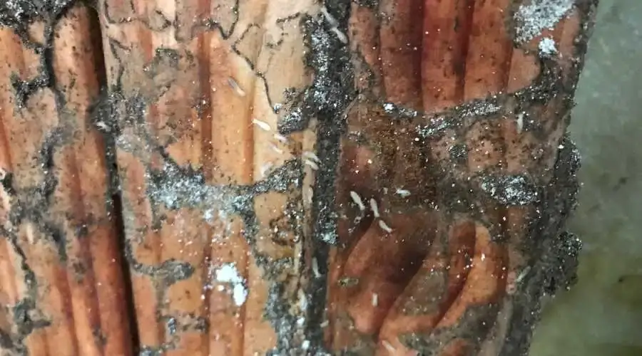 05 - termites invade homes