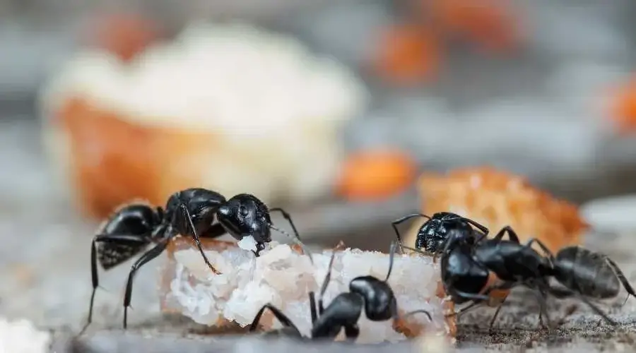 02.1 - important ant control advice