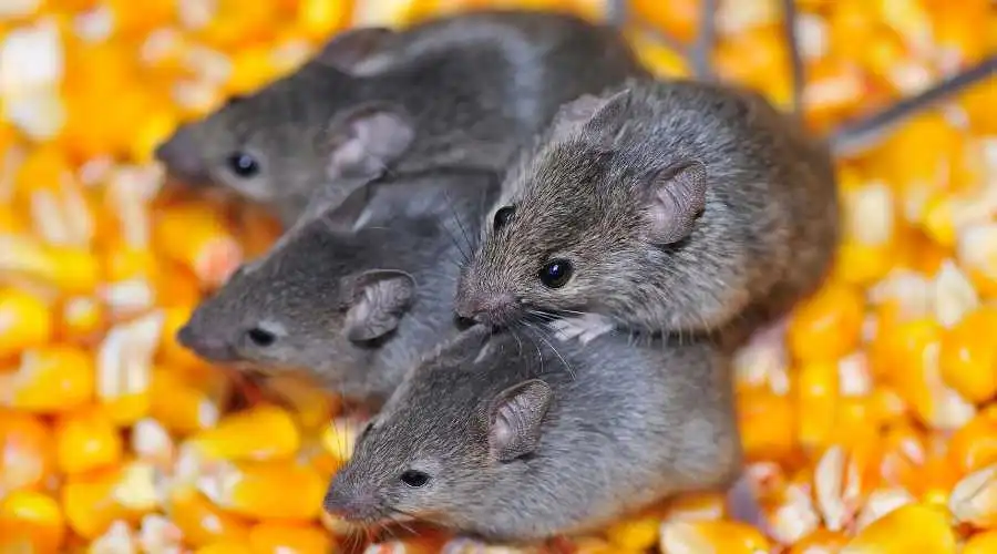 01.4 - how exterminators get rid of mice