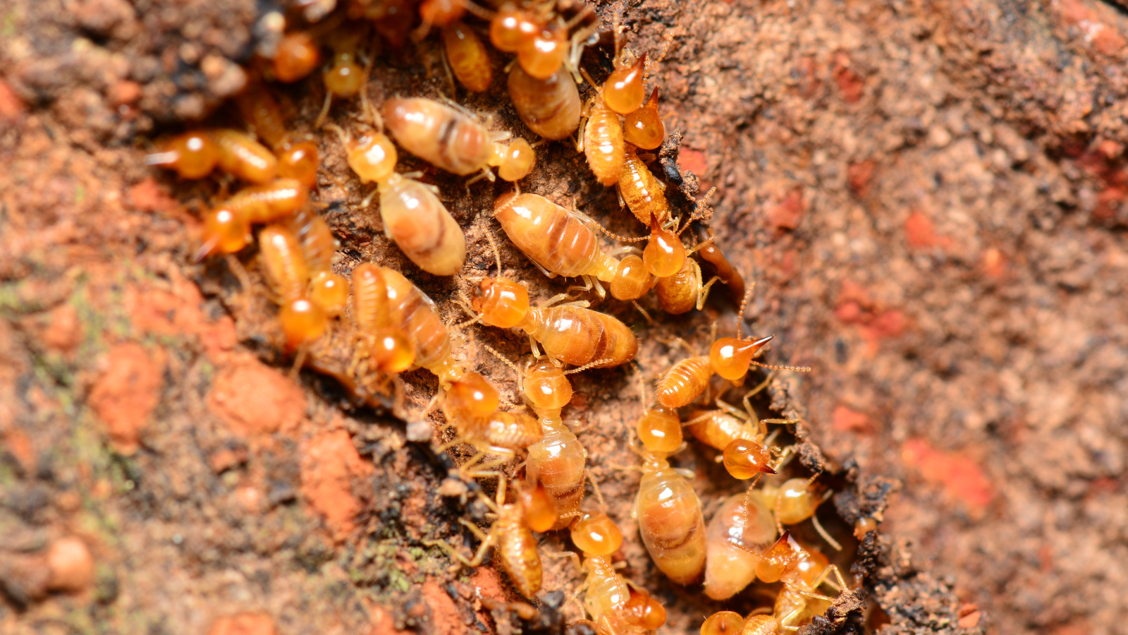 termites